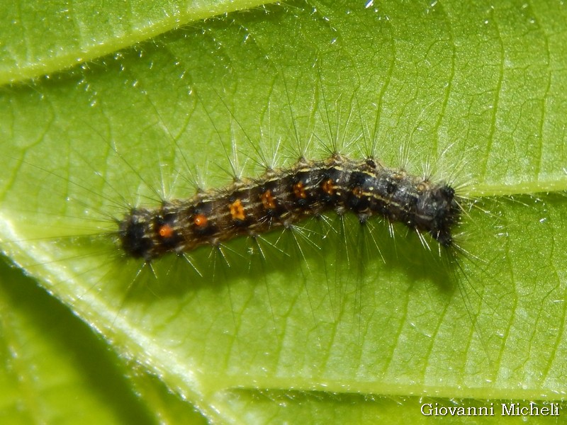 Aiuto ID bruco:  Lymantria dispar (Erebidae Lymantriinae)